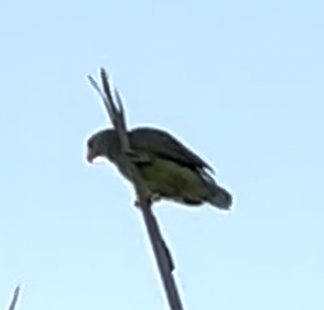 Red-crowned Parrot - ML607793541