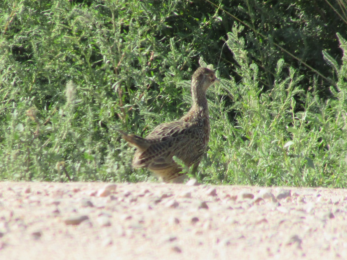 Ring-necked Pheasant - ML607793891