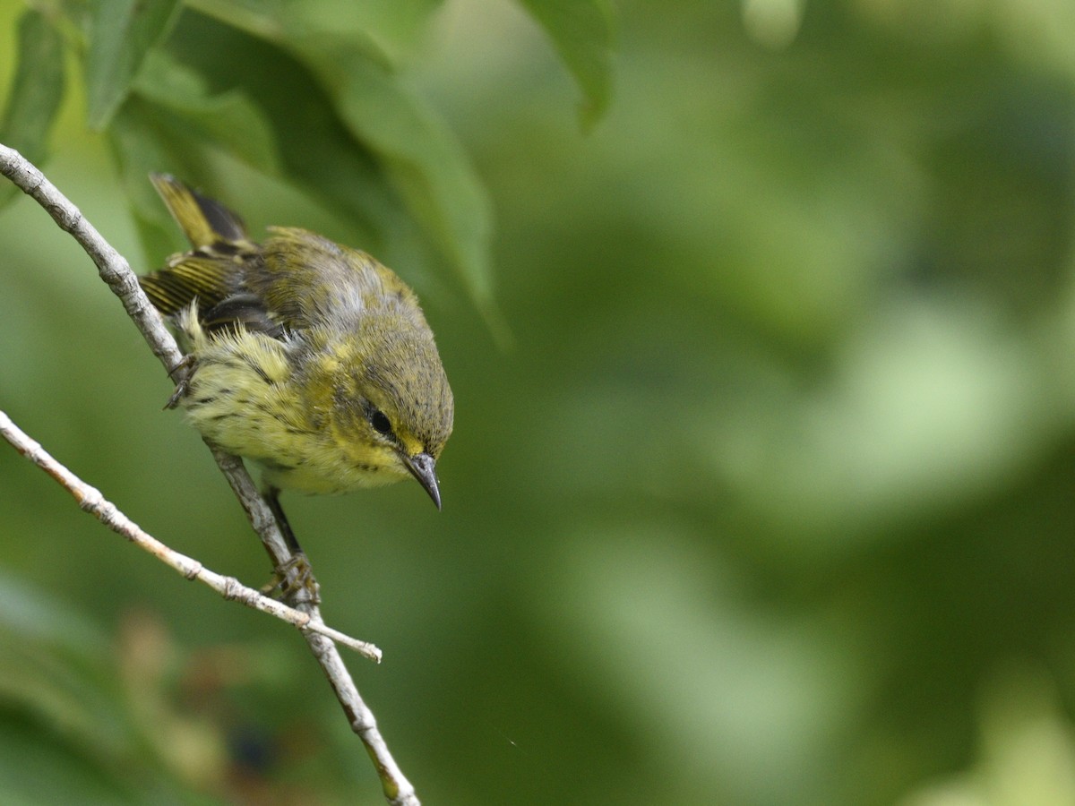 Cape May Warbler - ML607795231