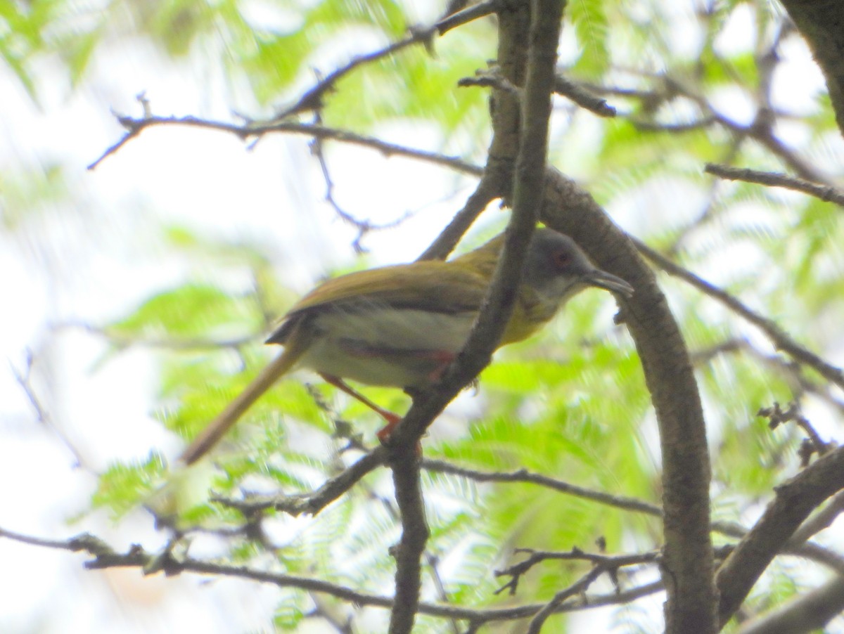 Yellow-breasted Apalis (Yellow-breasted) - ML607795471