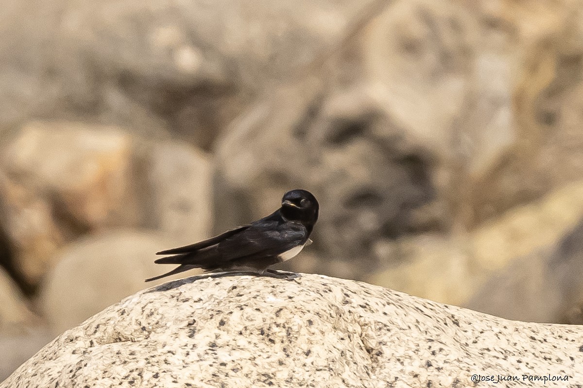 White-banded Swallow - ML607795511