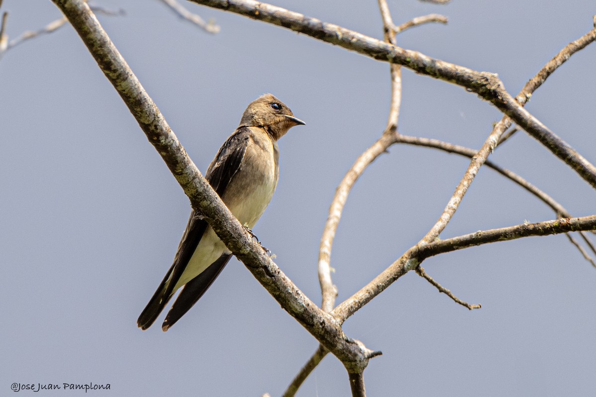 Southern Rough-winged Swallow - Jose Juan Pamplona
