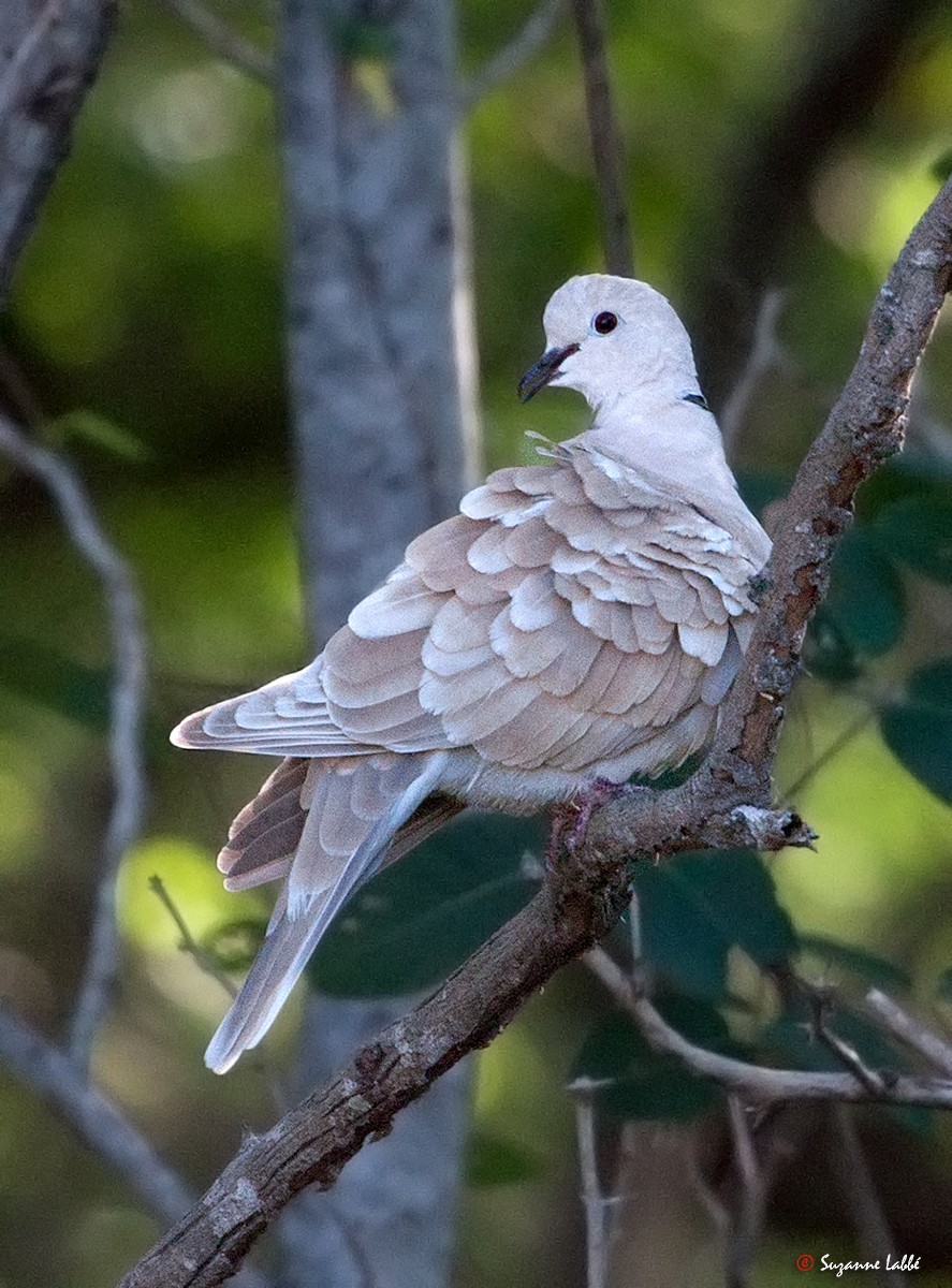 African Collared-Dove - Suzanne Labbé