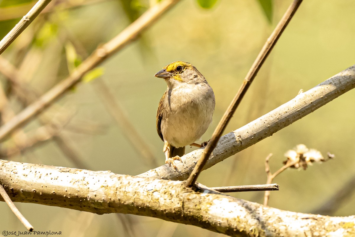 Yellow-browed Sparrow - ML607796011