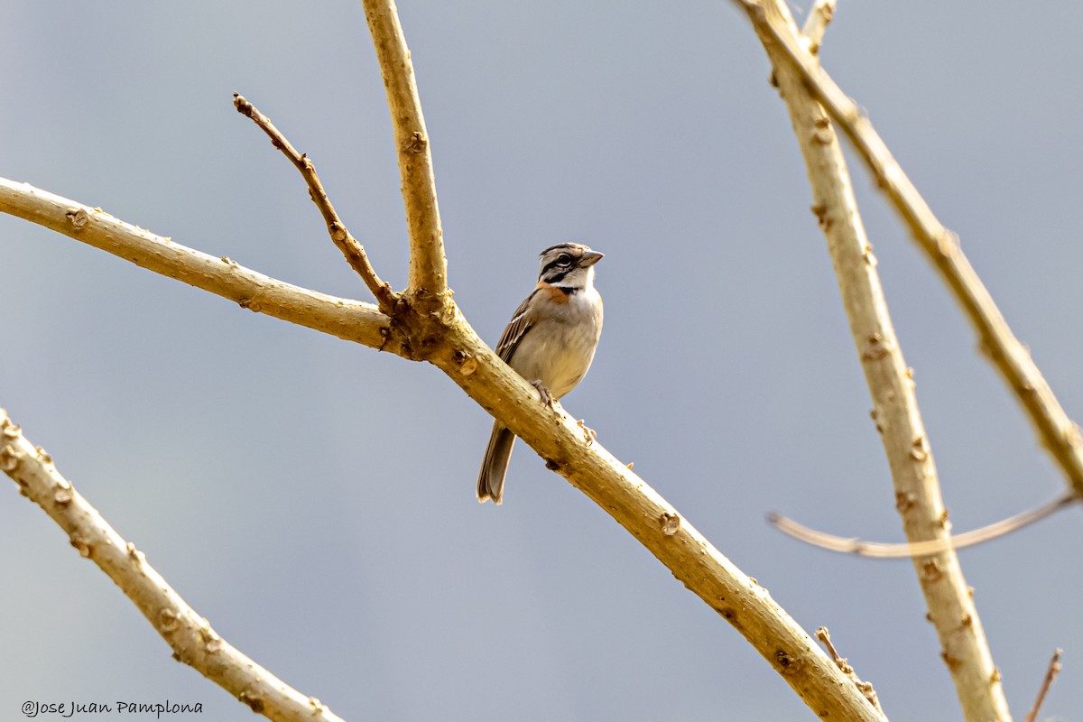 Rufous-collared Sparrow - ML607796081