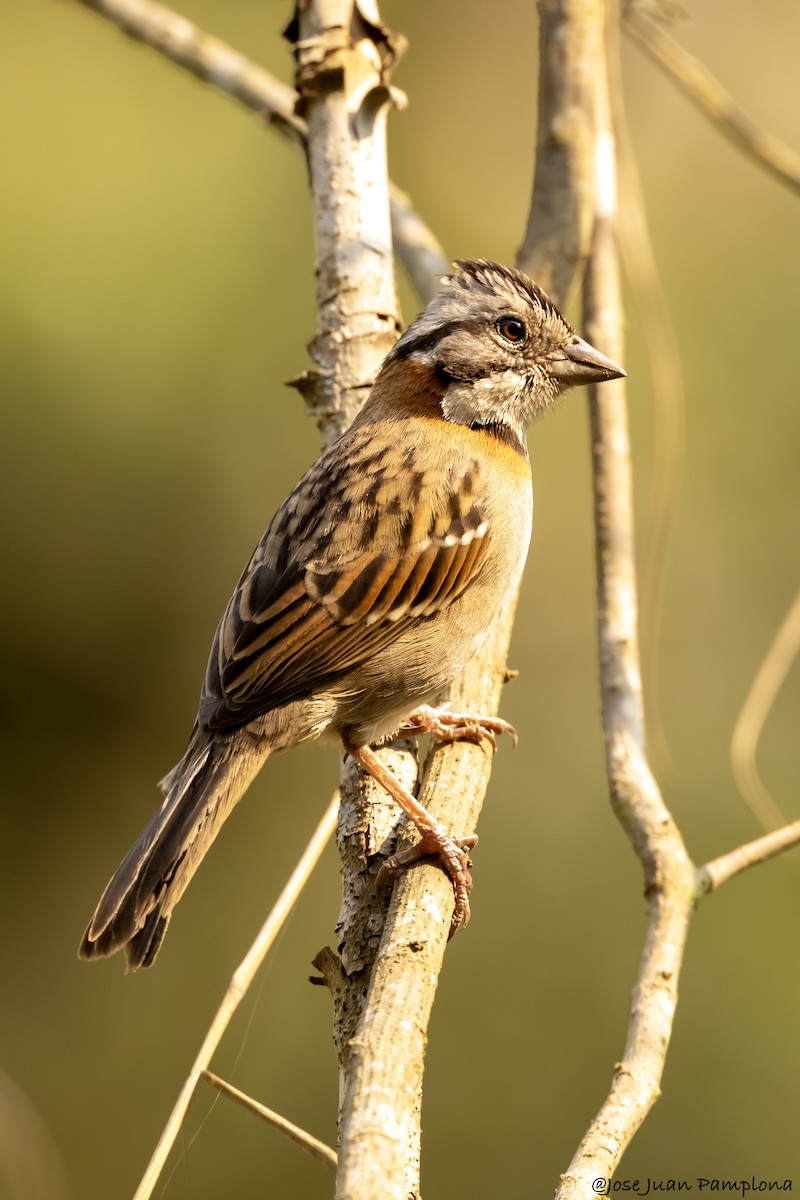 Rufous-collared Sparrow - ML607796091