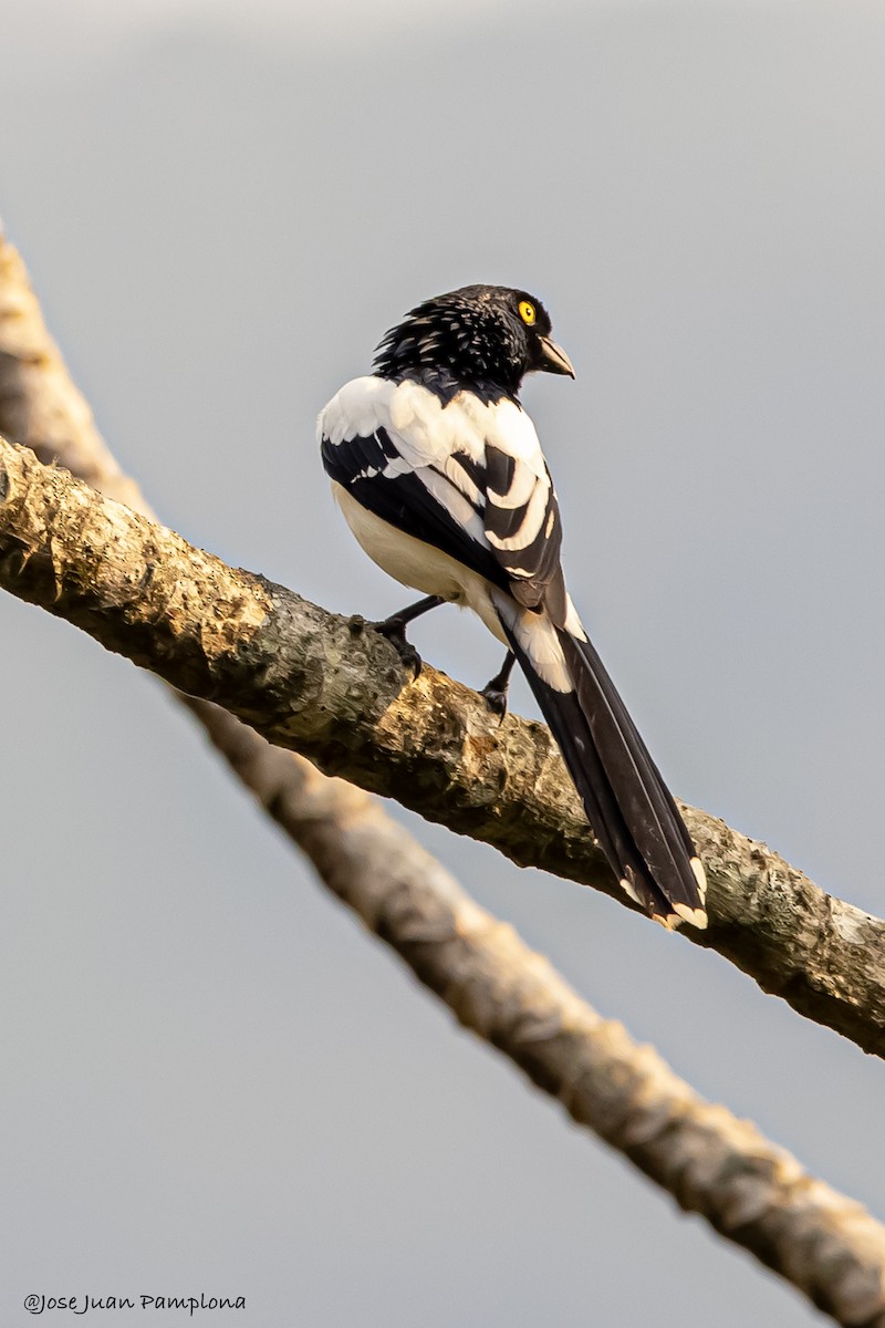 Magpie Tanager - ML607796581