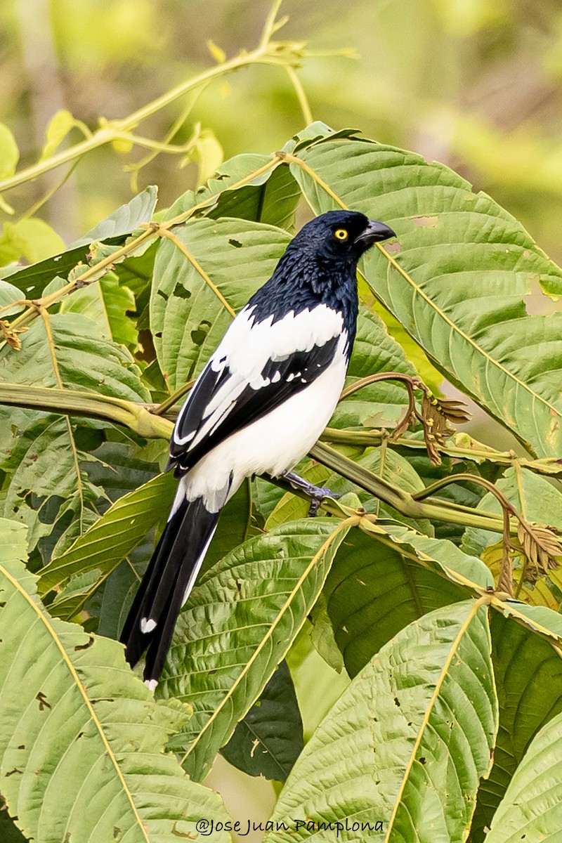 Magpie Tanager - ML607796591