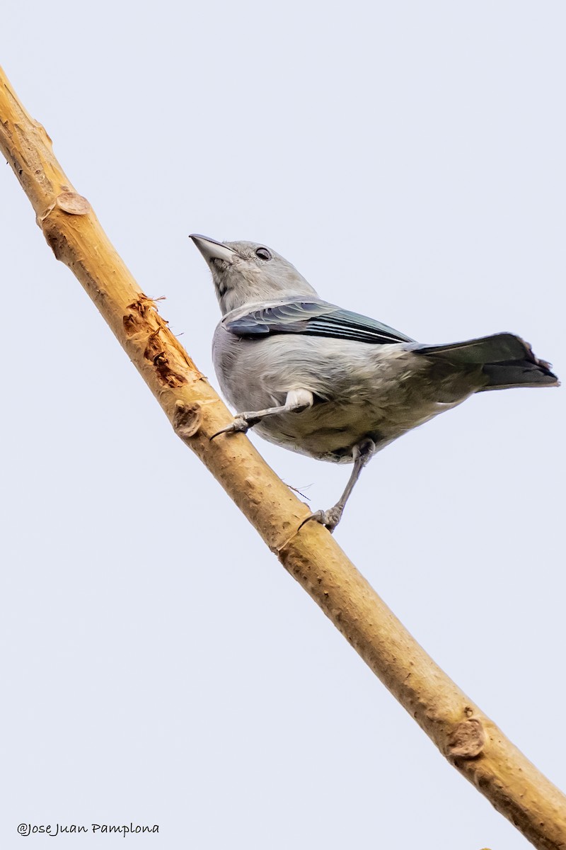 Blue-gray Tanager - ML607796811