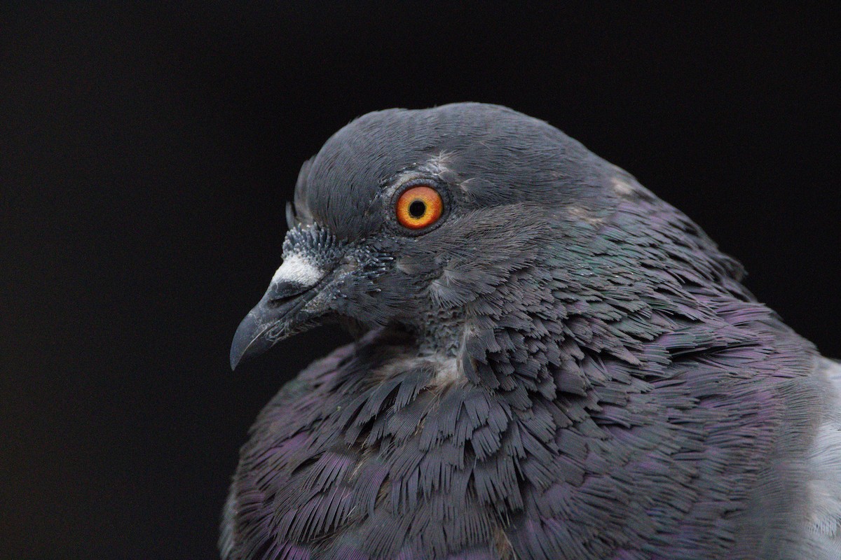 Rock Pigeon (Feral Pigeon) - Nick Hoffmann