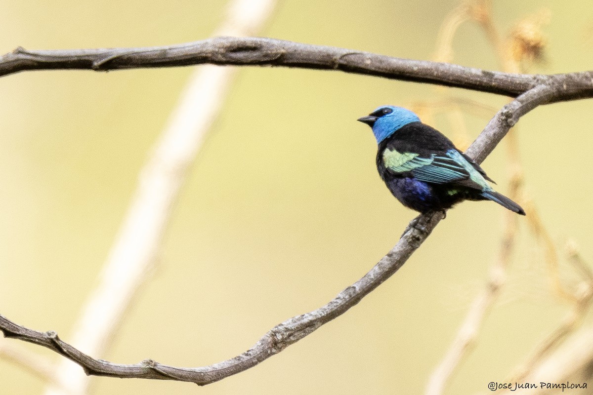 Blue-necked Tanager - ML607797131