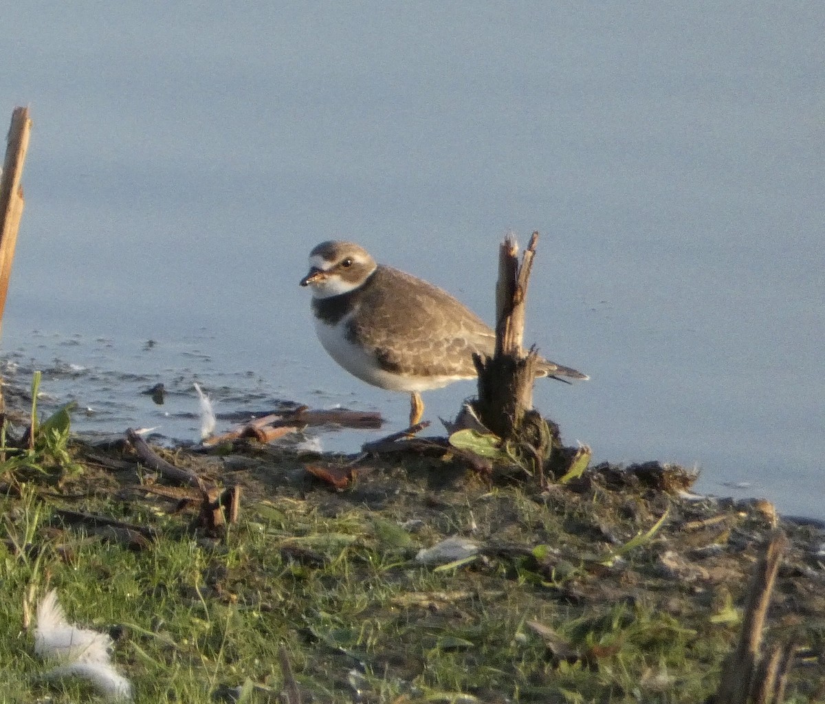 Semipalmated Plover - ML607797171