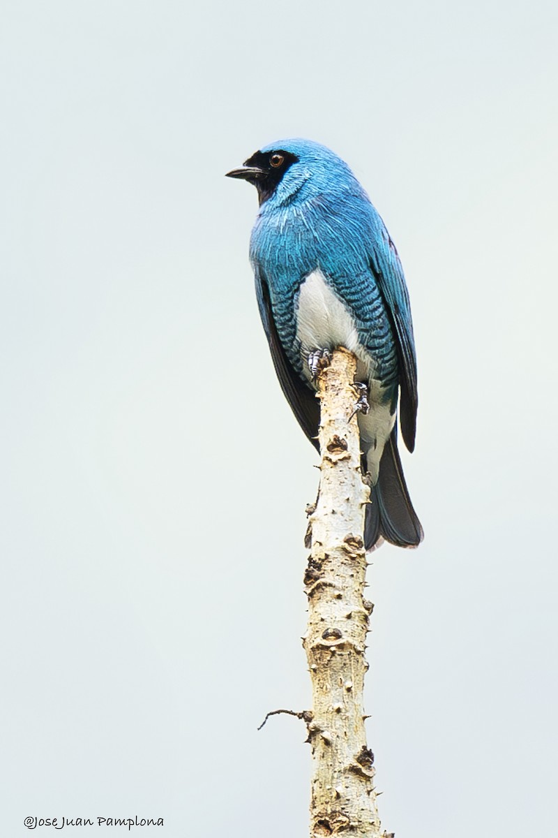 Swallow Tanager - ML607797271