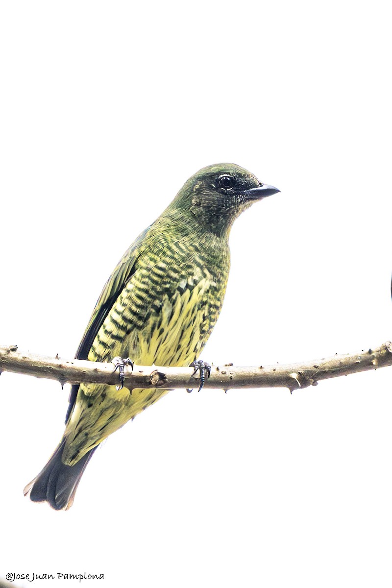 Swallow Tanager - ML607797281