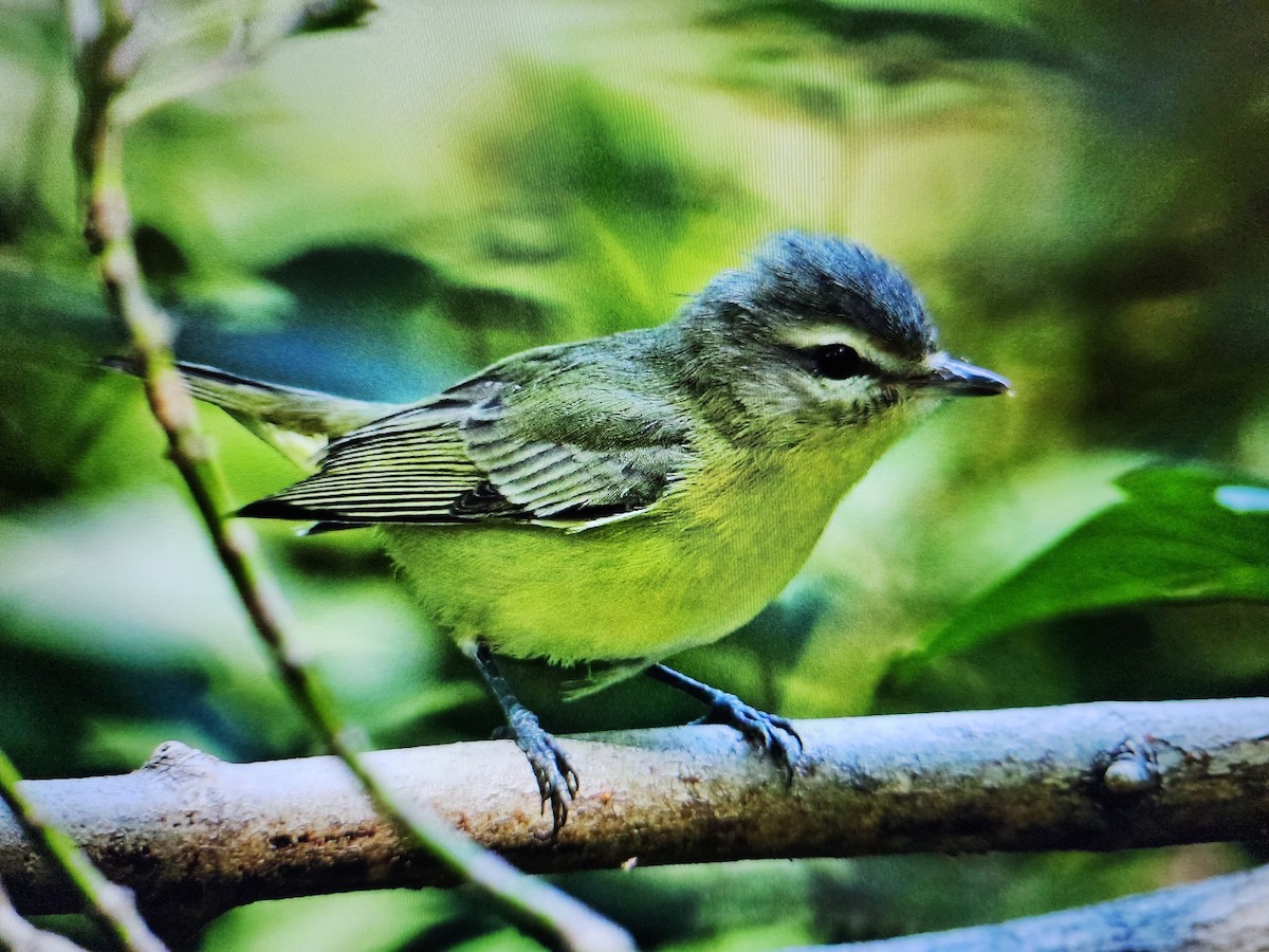 Ebird Checklist Aug Warnimont County Park General