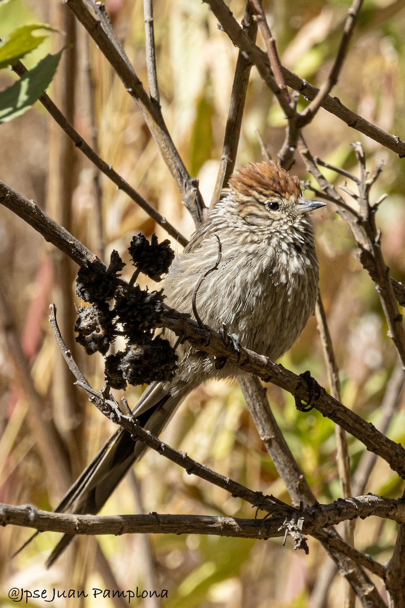 Rusty-crowned Tit-Spinetail - ML607799501