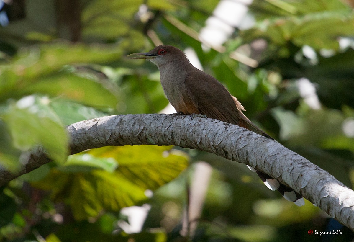 Puerto Rican Lizard-Cuckoo - Suzanne Labbé