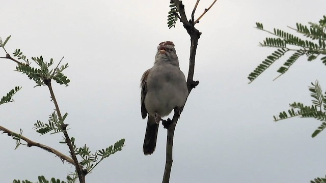 Rufous-winged Sparrow - ML607803371