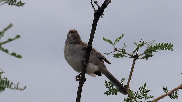 Rufous-winged Sparrow - ML607803391