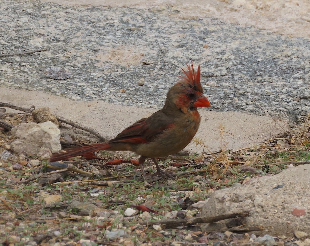 Cardinal rouge ou C. pyrrhuloxia - ML607803591