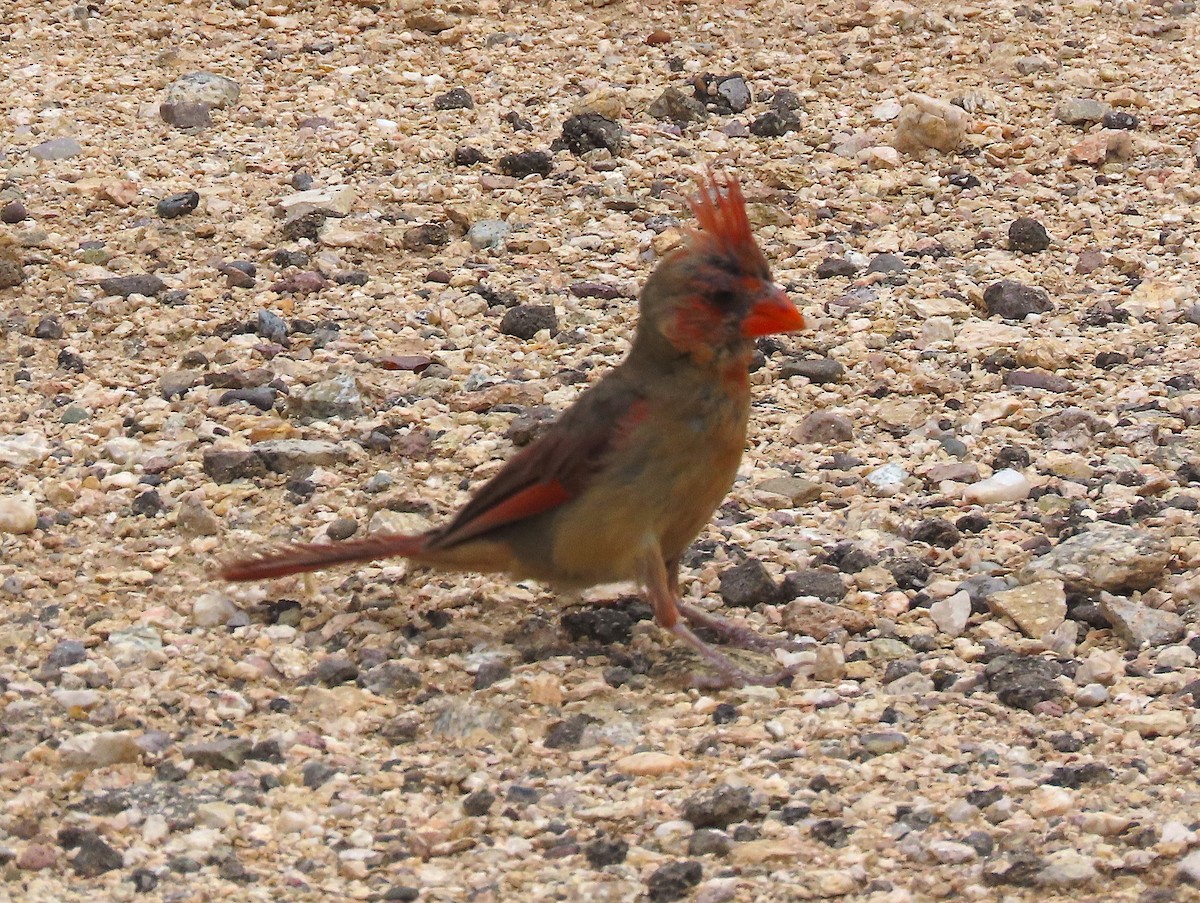 Cardinal rouge ou C. pyrrhuloxia - ML607803611