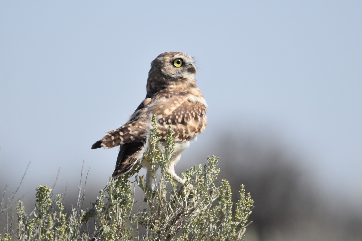 Burrowing Owl - ML607805211