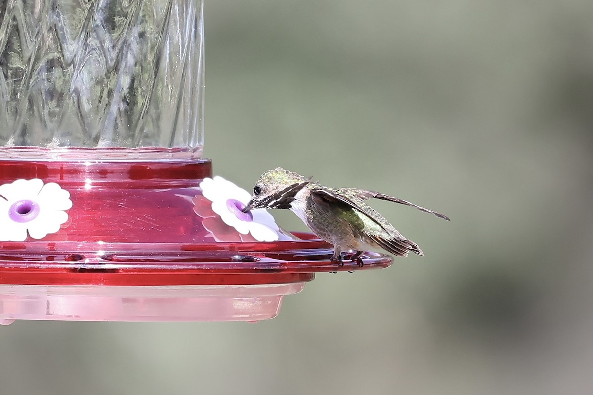 Calliope Hummingbird - ML607808691