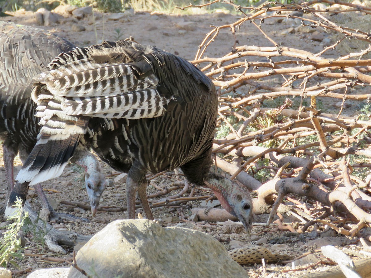 EBird Checklist - 30 Jul 2023 - Ash Canyon Bird Sanctuary (closed ...