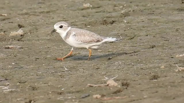 Piping Plover - ML607811701