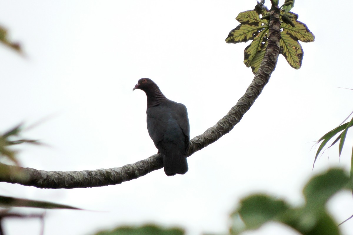 Scaly-naped Pigeon - ML60781581