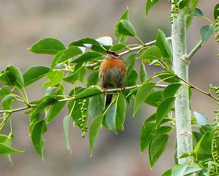 Rufous-breasted Accentor - forest venkat