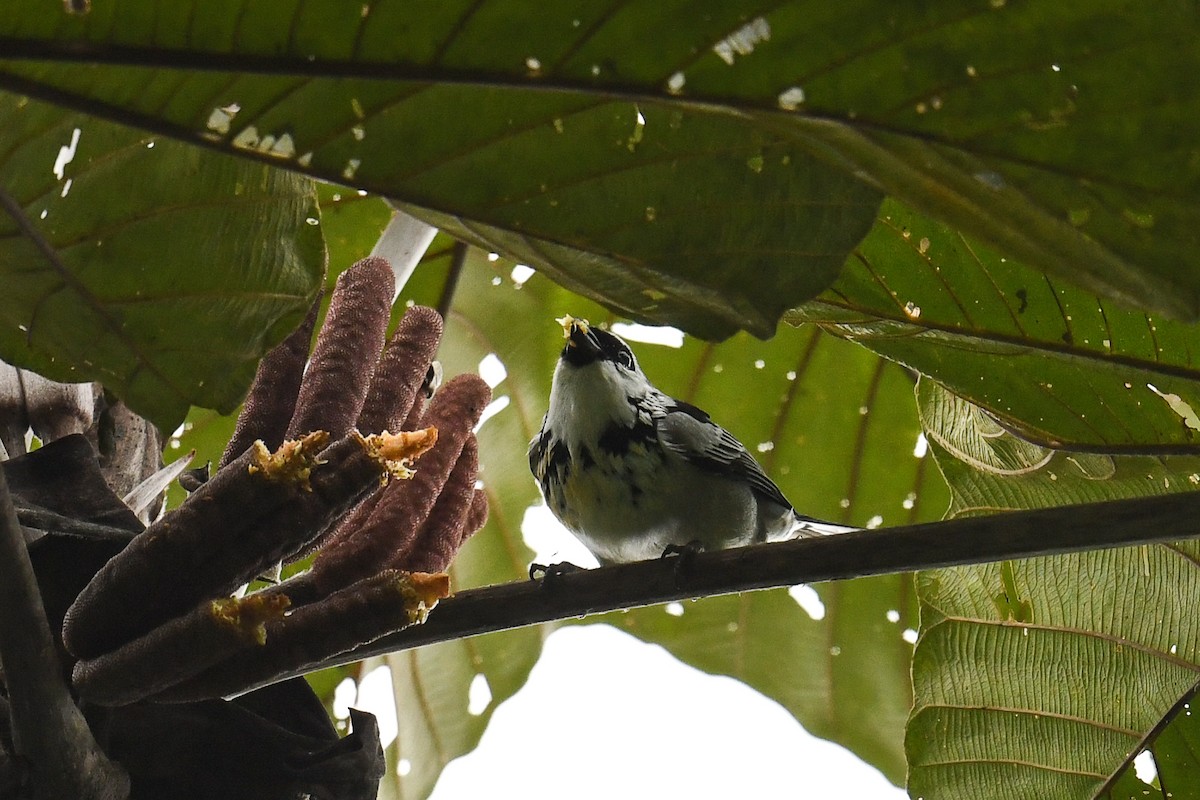 Gray-and-gold Tanager - ML607820181