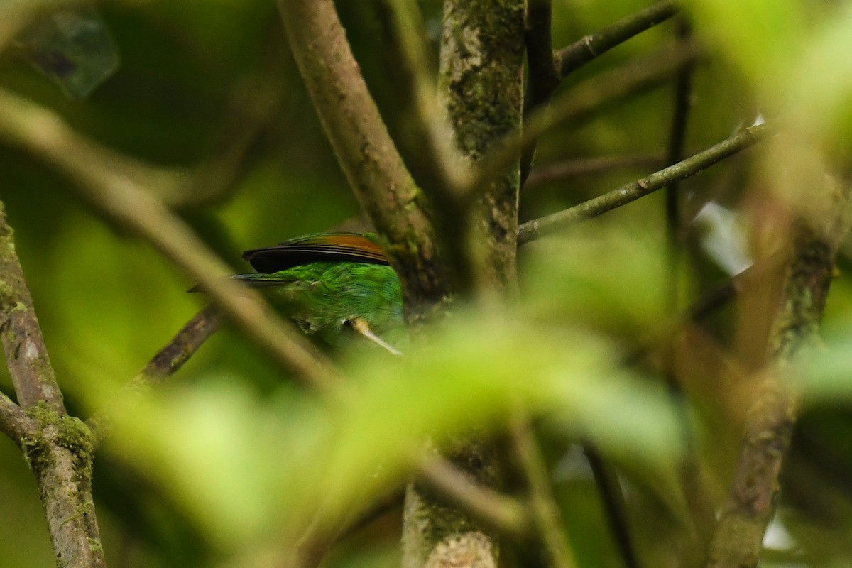 Rufous-winged Tanager - ML607820961
