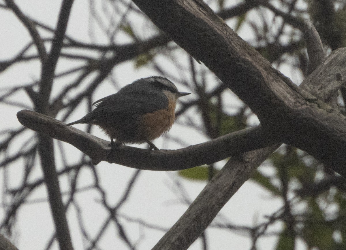 Red-breasted Nuthatch - ML607823571
