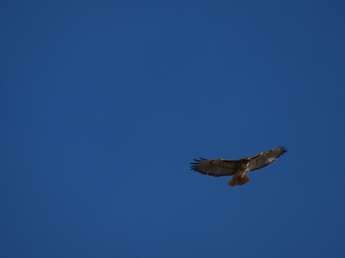 Red-tailed Hawk - ML607825531