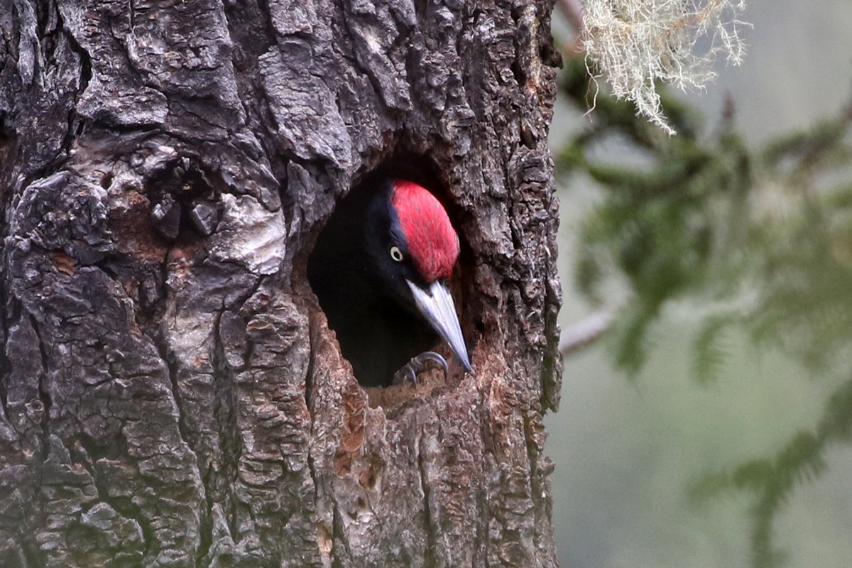 Black Woodpecker - Charley Hesse TROPICAL BIRDING