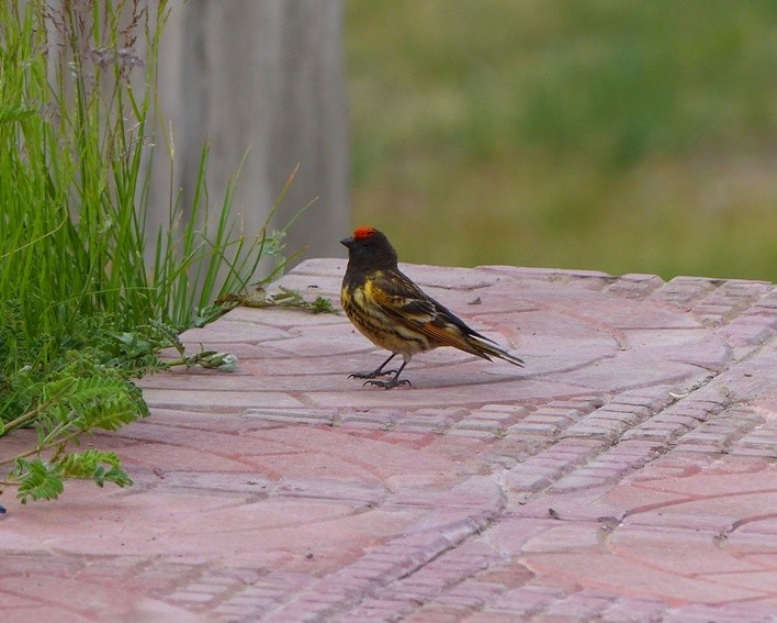 Fire-fronted Serin - ML60783161