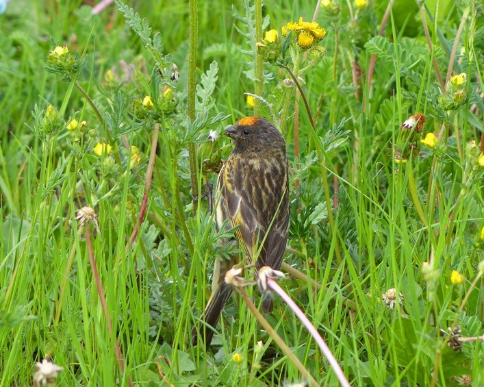 Fire-fronted Serin - ML60783171