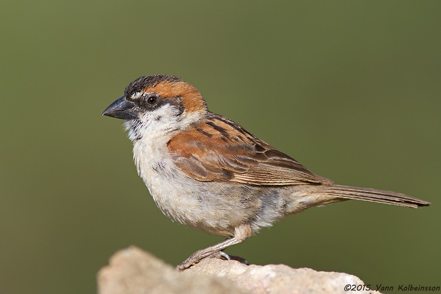 Cape Verde Sparrow - Yann Kolbeinsson