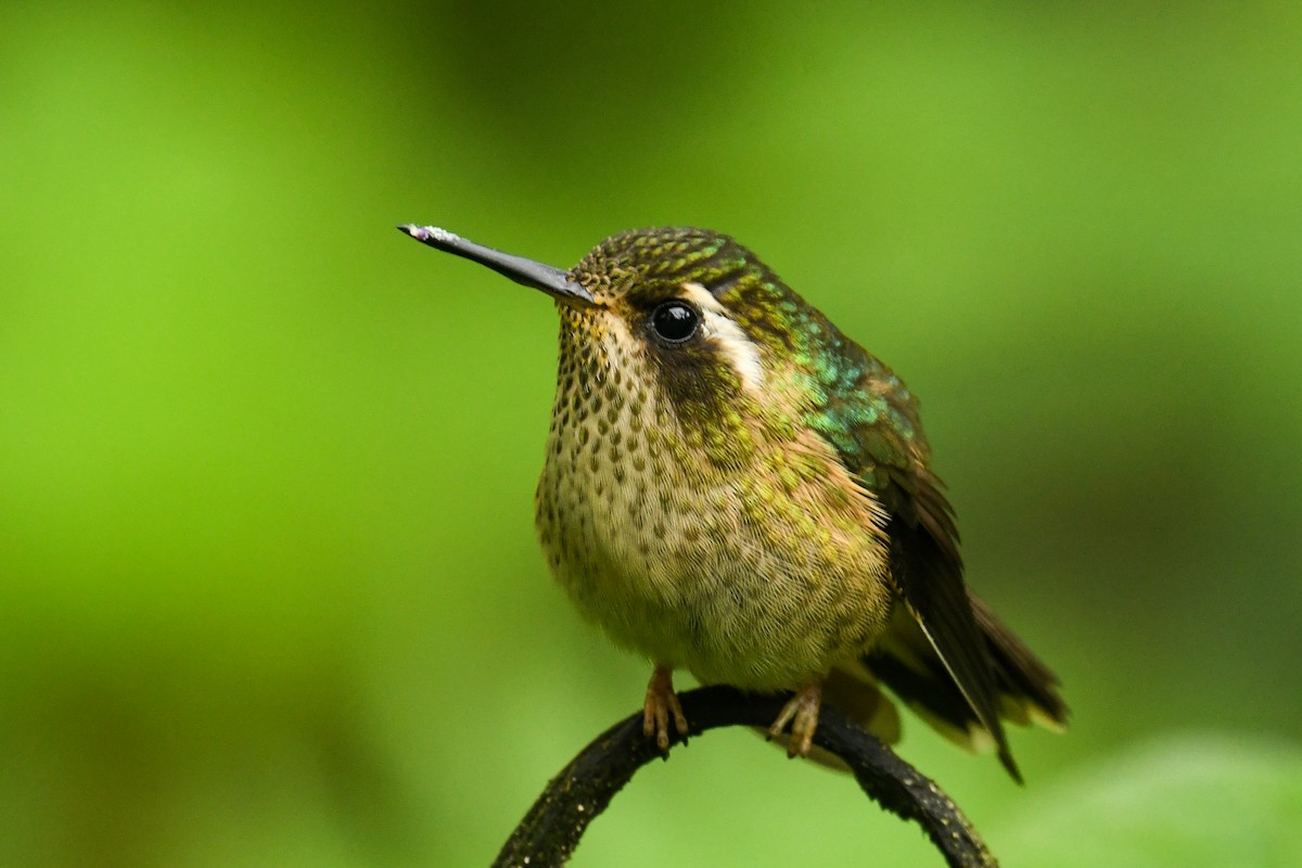 Speckled Hummingbird - Maryse Neukomm