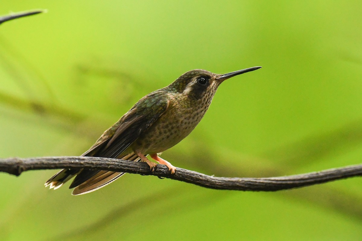 Speckled Hummingbird - ML607834901