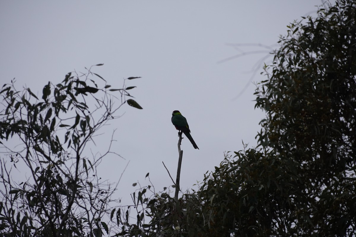 Red-capped Parrot - ML607837101