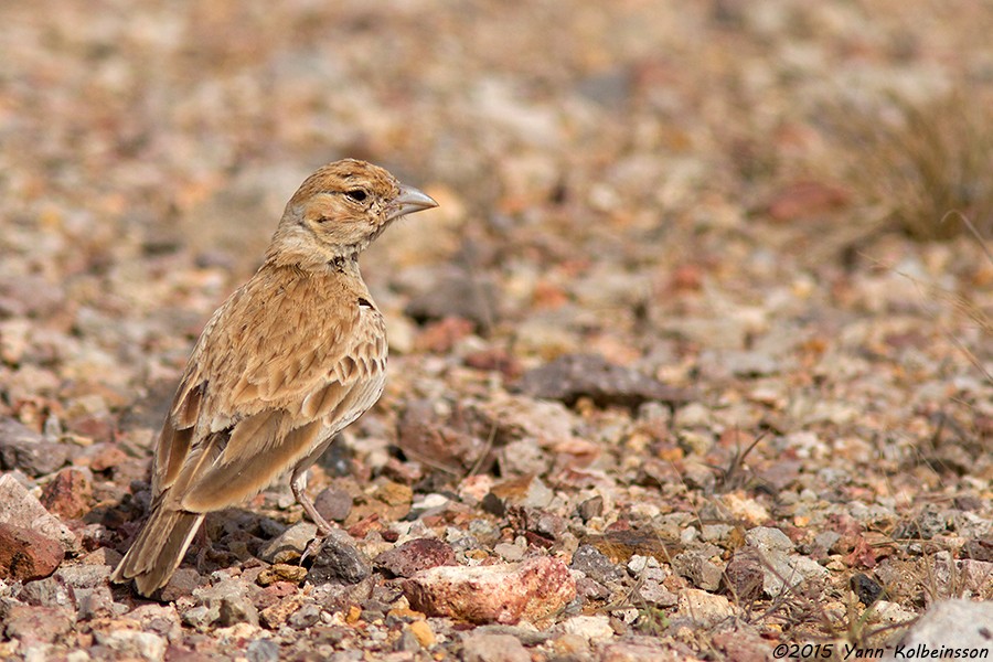 Black-crowned Sparrow-Lark - ML60783821