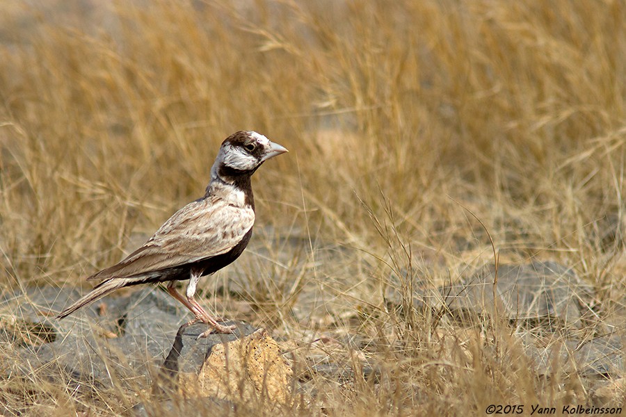Black-crowned Sparrow-Lark - ML60783831