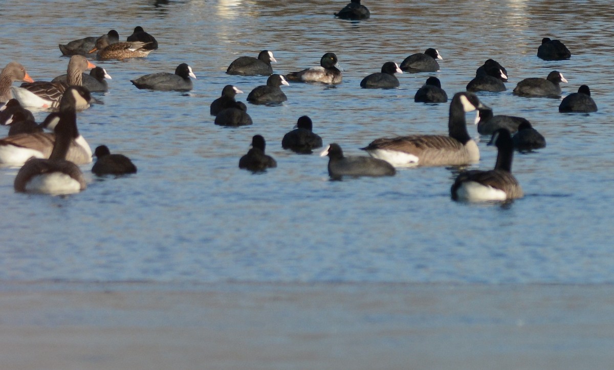 Greater Scaup - ML607841251