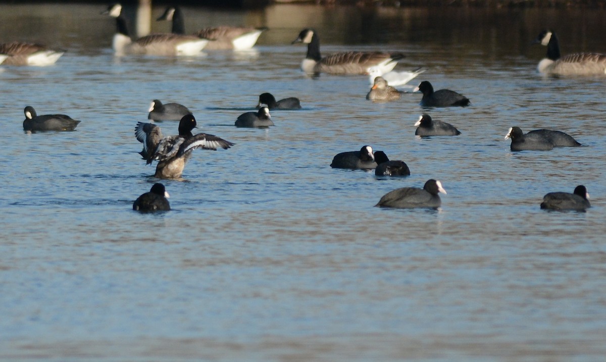 Greater Scaup - ML607841261