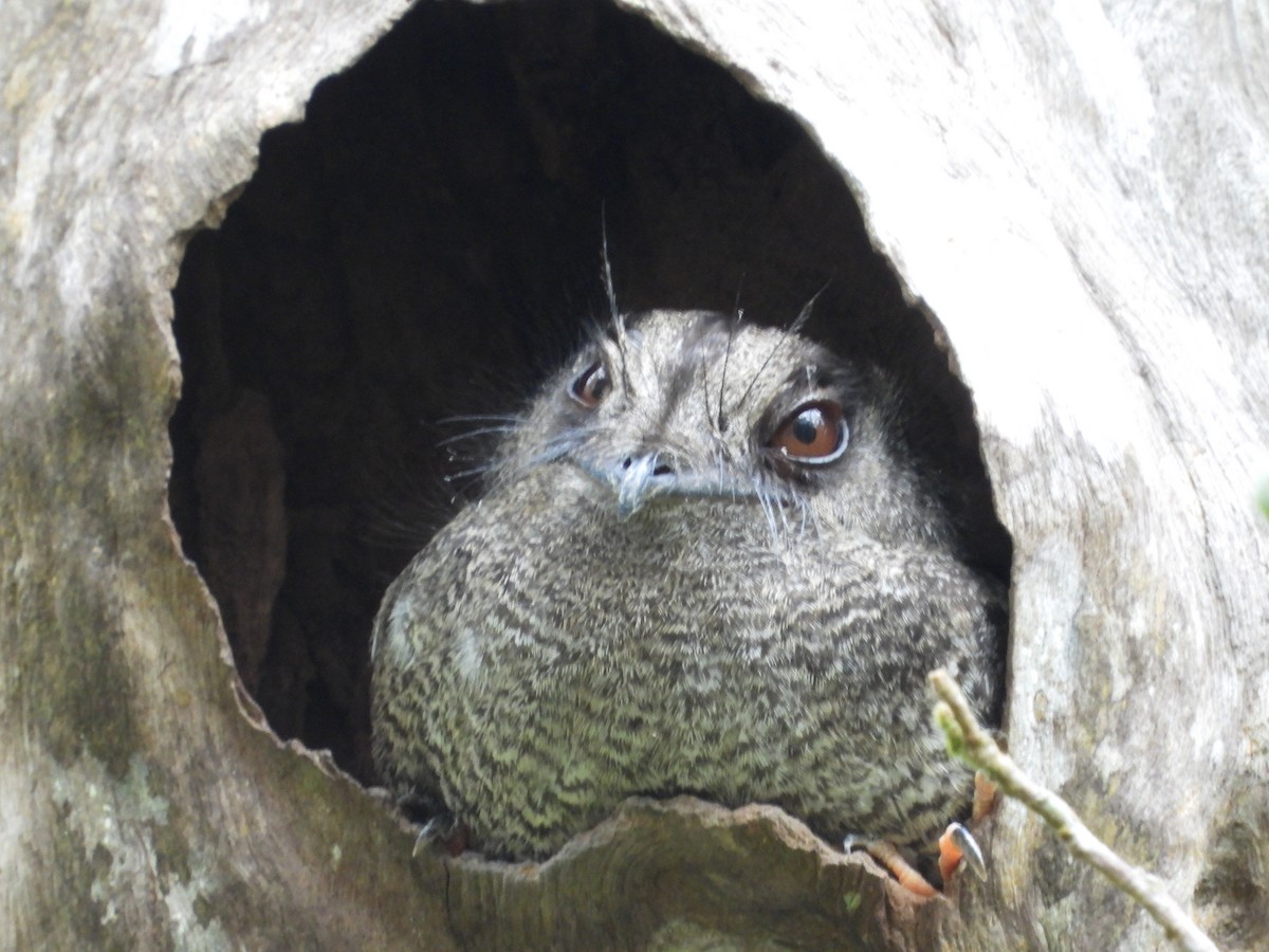 Barred Owlet-nightjar - ML607841861