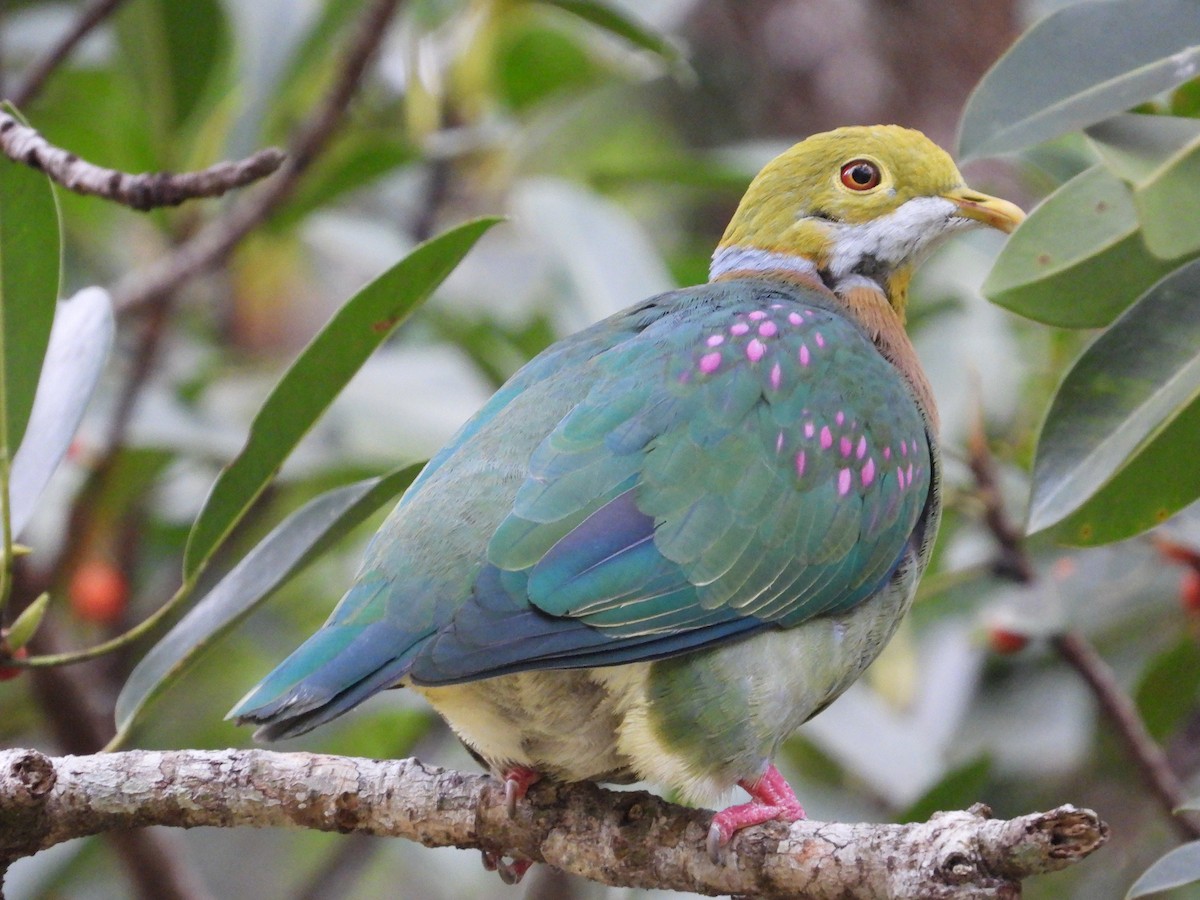 Pink-spotted Fruit-Dove - ML607845281