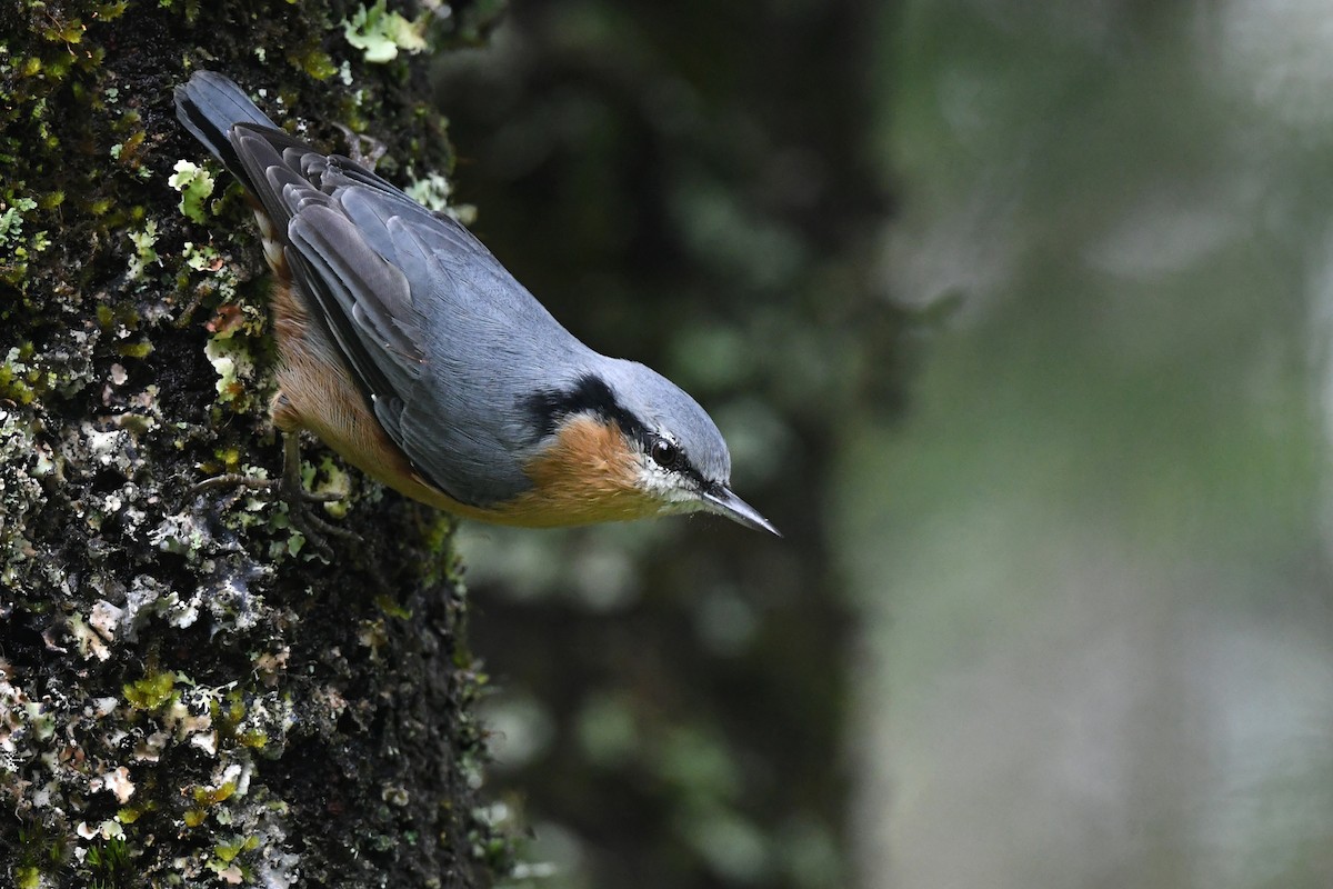 Eurasian Nuthatch (Chinese) - ML607845741