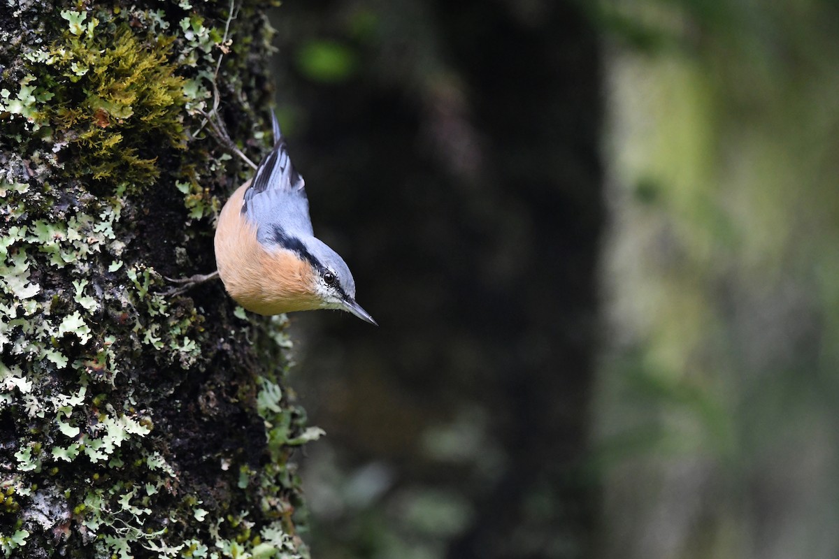 Eurasian Nuthatch (Chinese) - ML607845761